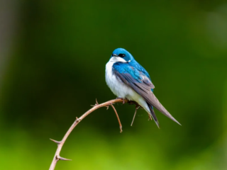 A small blue and white bird is perched on a thin, thorny branch against a blurred green background. A small blue and white bird is perched on a thin, thorny branch against a blurred green background.