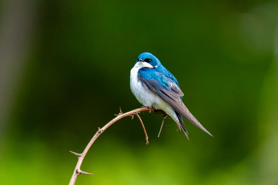 A small blue and white bird is perched on a thin, thorny branch against a blurred green background.