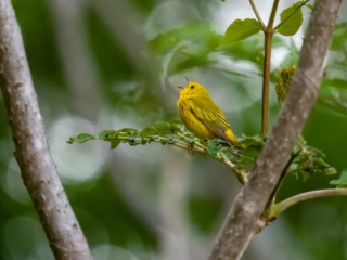 A yellow bird with dark streaks sits on a leafy branch between tree trunks, surrounded by green foliage. A yellow bird with dark streaks sits on a leafy branch between tree trunks, surrounded by green foliage.