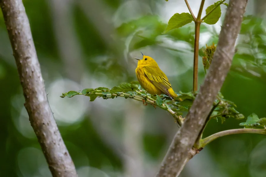 A yellow bird with dark streaks sits on a leafy branch between tree trunks, surrounded by green foliage.