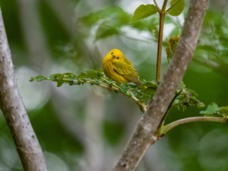 A small yellow bird perches on a leafy branch, surrounded by green foliage and tree trunks in the background. A small yellow bird perches on a leafy branch, surrounded by green foliage and tree trunks in the background.