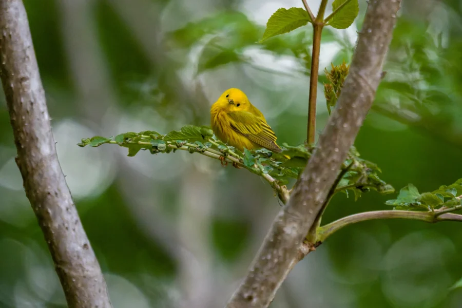 A small yellow bird perches on a leafy branch, surrounded by green foliage and tree trunks in the background.