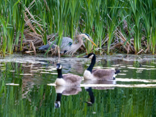 A heron stands amid tall reeds at the water’s edge while two Canada geese swim in the foreground. A heron stands amid tall reeds at the water’s edge while two Canada geese swim in the foreground.