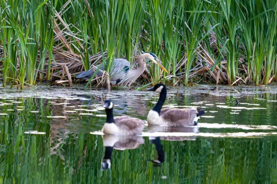A heron stands amid tall reeds at the water&rsquo;s edge while two Canada geese swim in the foreground.