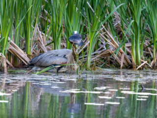 A heron stands in shallow water near tall green reeds, holding a fish in its beak. A heron stands in shallow water near tall green reeds, holding a fish in its beak.