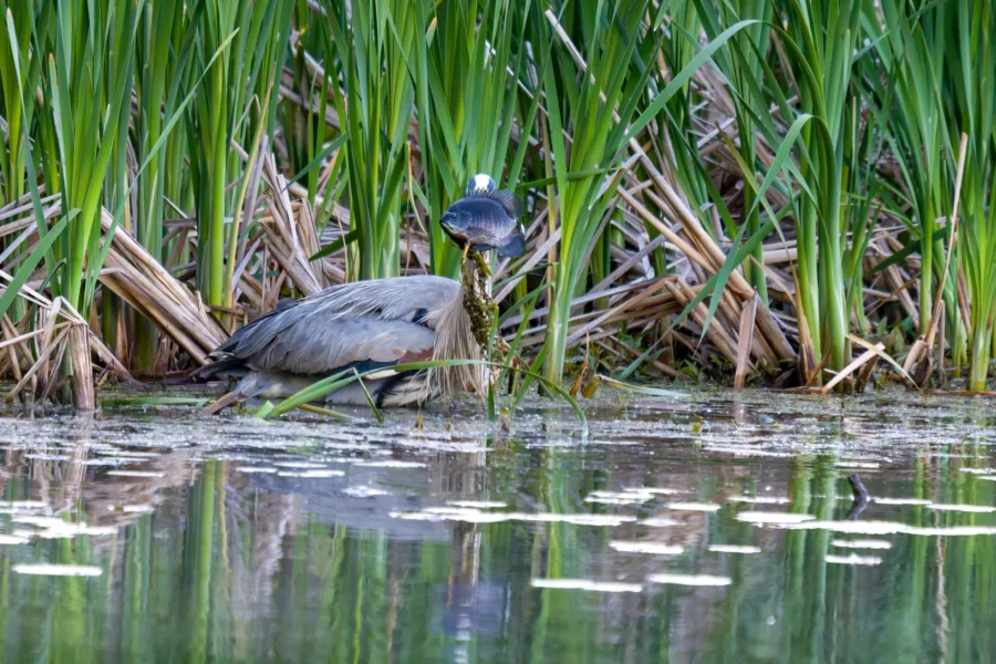 A heron stands in shallow water near tall green reeds, holding a fish in its beak.