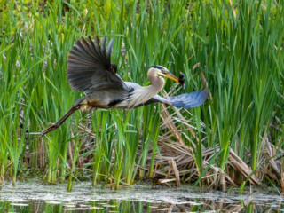 A great blue heron takes flight above shallow water, with wings spread and legs extended, in front of tall green reeds. A great blue heron takes flight above shallow water, with wings spread and legs extended, in front of tall green reeds.