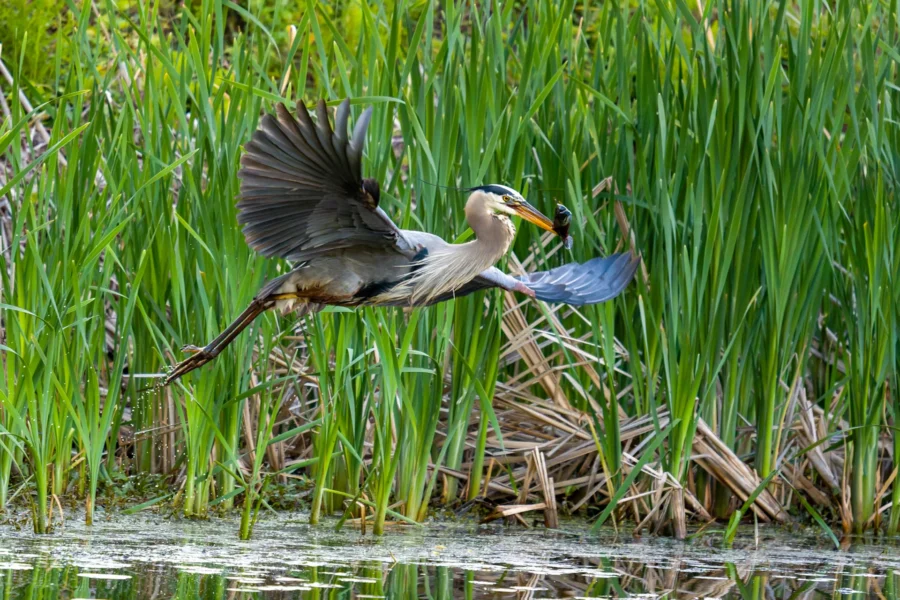 A great blue heron takes flight above shallow water, with wings spread and legs extended, in front of tall green reeds.
