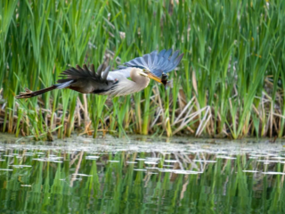 A heron flies low over a pond, holding a small fish in its beak, with tall green reeds visible in the background. A heron flies low over a pond, holding a small fish in its beak, with tall green reeds visible in the background.