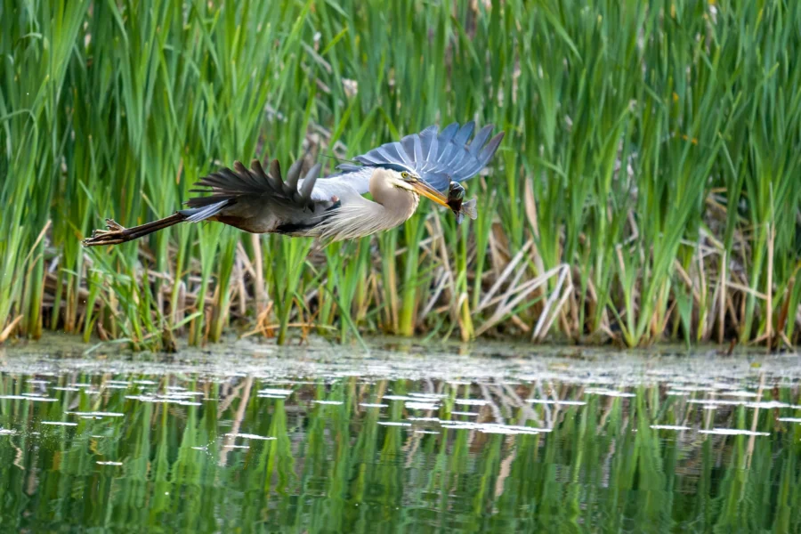 A heron flies low over a pond, holding a small fish in its beak, with tall green reeds visible in the background.