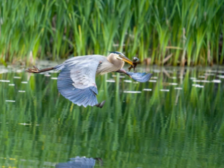 A heron flies low over water with a fish in its beak; tall green reeds are visible in the background. A heron flies low over water with a fish in its beak; tall green reeds are visible in the background.