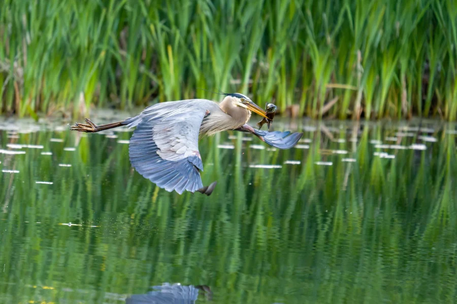 A heron flies low over water with a fish in its beak; tall green reeds are visible in the background.