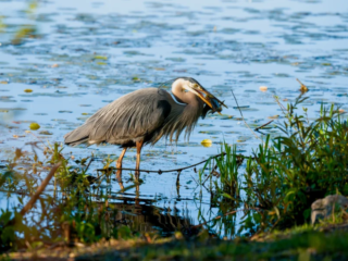 A great blue heron stands in shallow water among reeds, holding a fish in its beak at the edge of a pond. A great blue heron stands in shallow water among reeds, holding a fish in its beak at the edge of a pond.