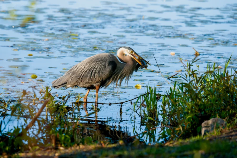 A great blue heron stands in shallow water among reeds, holding a fish in its beak at the edge of a pond.
