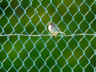 A small bird perched on a wire behind a green chain-link fence with a blurred green background. A small bird perched on a wire behind a green chain-link fence with a blurred green background.
