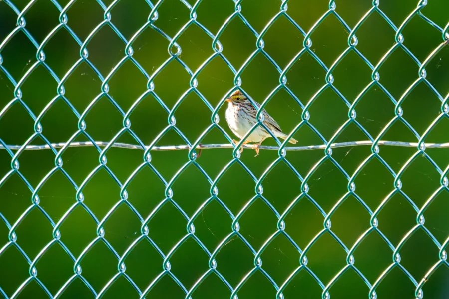 A small bird perched on a wire behind a green chain-link fence with a blurred green background.