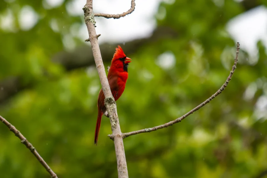 A bright red cardinal perched on a bare tree branch with a blurred green background. A bright red cardinal perched on a bare tree branch with a blurred green background.