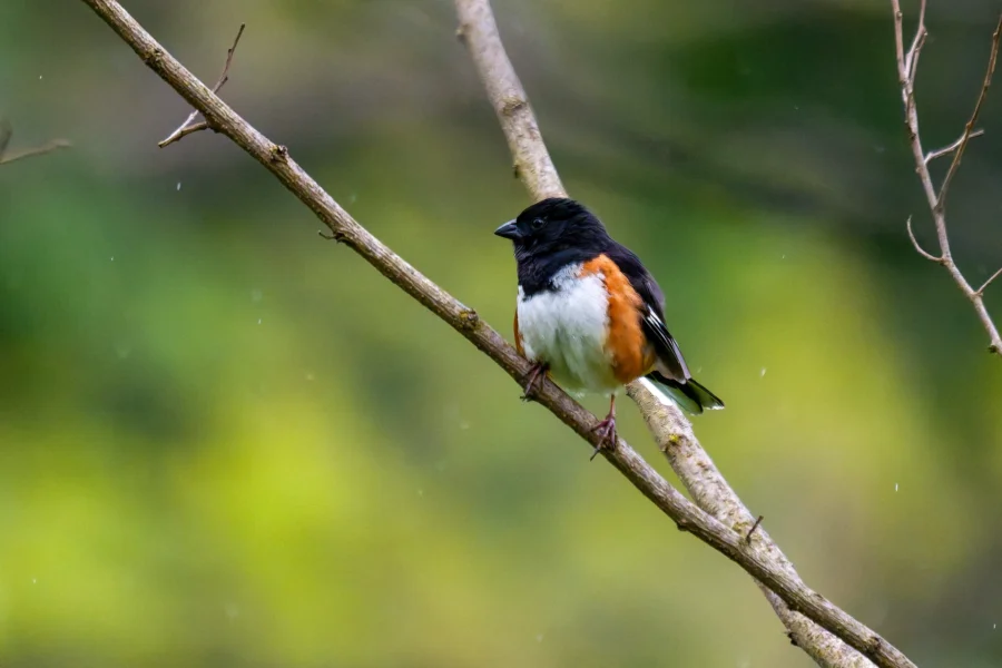 A small bird with black, white, and orange plumage is perched on a thin branch against a blurry green background. A small bird with black, white, and orange plumage is perched on a thin branch against a blurry green background.