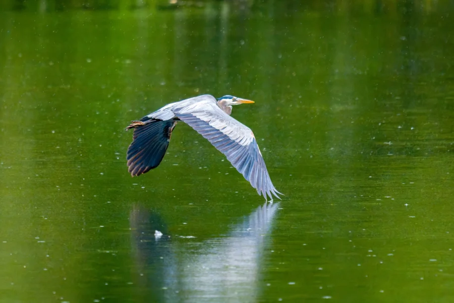A great blue heron flies low over a calm green pond, its reflection visible on the water&rsquo;s surface.