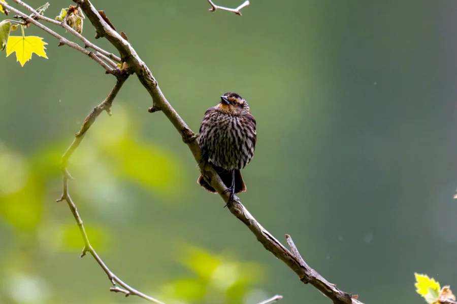 A small bird with brown and white streaked plumage is perched on a diagonal tree branch against a blurred green background. A small bird with brown and white streaked plumage is perched on a diagonal tree branch against a blurred green background.