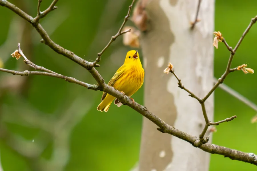 A yellow bird is perched on a thin branch, with a blurred green background and parts of a tree trunk visible behind it.
