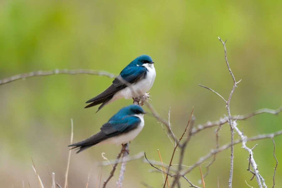 Two tree swallows with blue-green feathers and white undersides perch on thin, bare branches against a softly blurred green background.