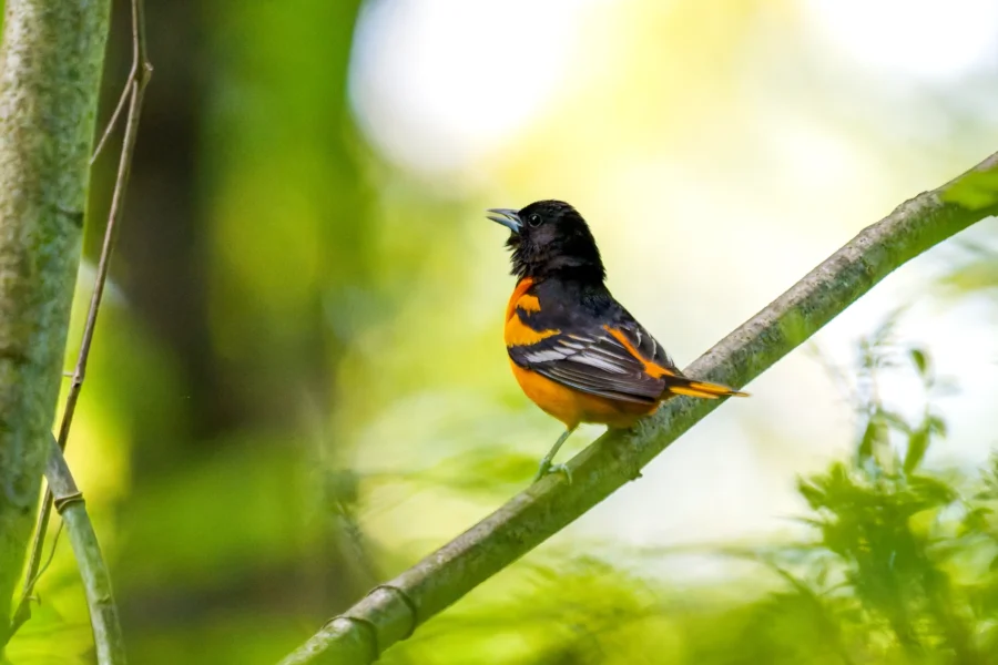 A small black and orange bird perches on a tree branch surrounded by green foliage.