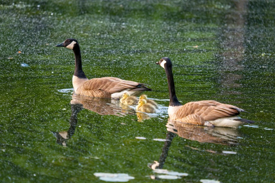 Two adult geese swim in a pond with three goslings between them; the water is green and reflects the birds.