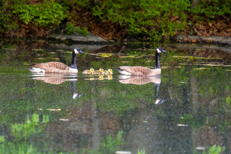 Two adult geese swim in a pond with five yellow goslings between them, surrounded by greenery and reflected in the water.