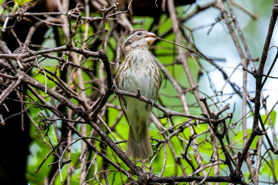 A small brown and white bird perched on a tangle of bare branches, with green leaves and a blue sky in the background. A small brown and white bird perched on a tangle of bare branches, with green leaves and a blue sky in the background.