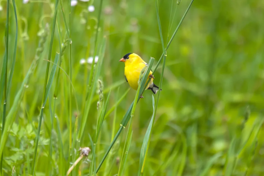 A bright yellow bird with a black cap perched on a green stem in a grassy field with small white wildflowers.