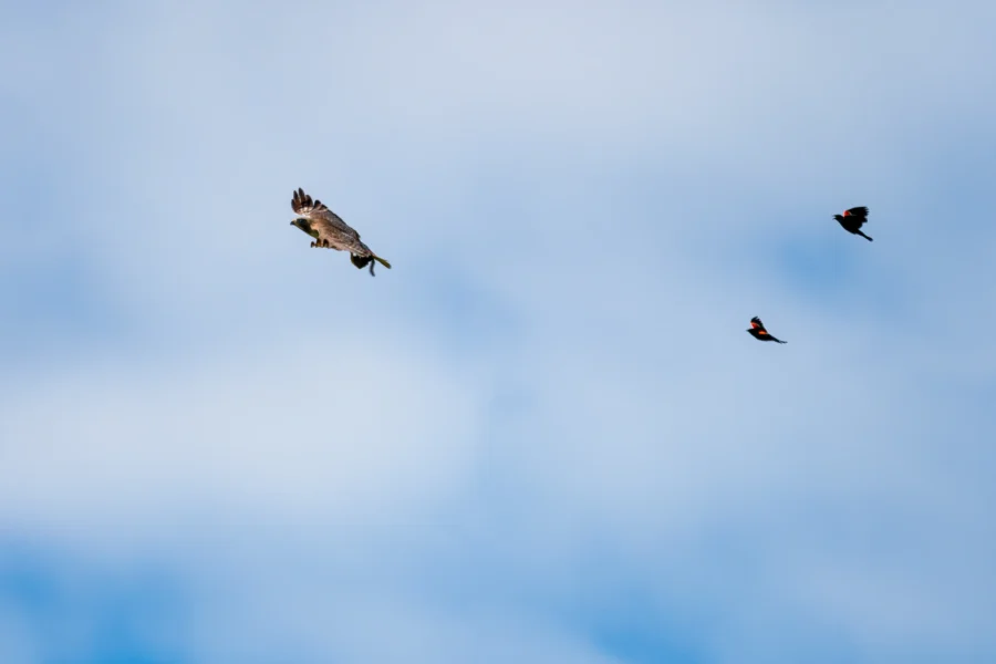 A large bird of prey flies in the sky with two smaller birds nearby, all set against a blue sky with scattered clouds.