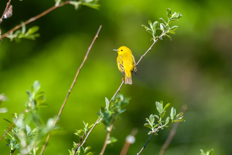 A small yellow bird perches on a thin branch surrounded by green leaves, with a blurred green background.