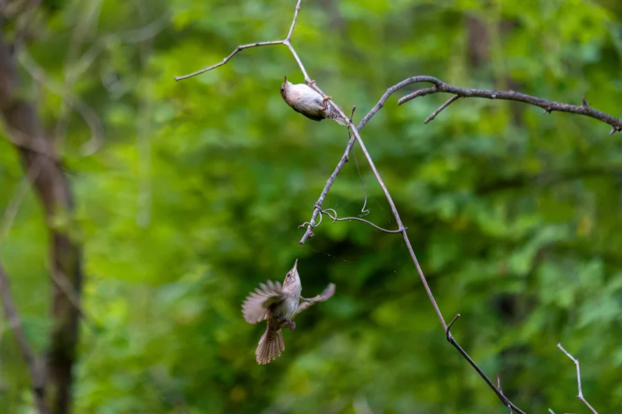 A bird perches upside down on a thin branch while another bird flies upward toward it against a blurred green background. A bird perches upside down on a thin branch while another bird flies upward toward it against a blurred green background.