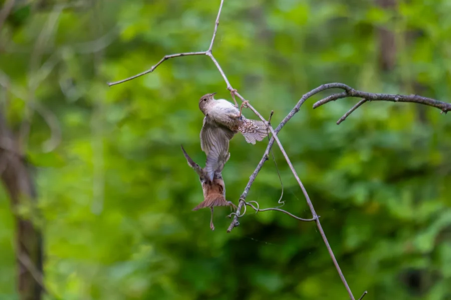 A small brown bird is perched on a thin branch while another bird flies below it in a green, leafy forest setting. A small brown bird is perched on a thin branch while another bird flies below it in a green, leafy forest setting.