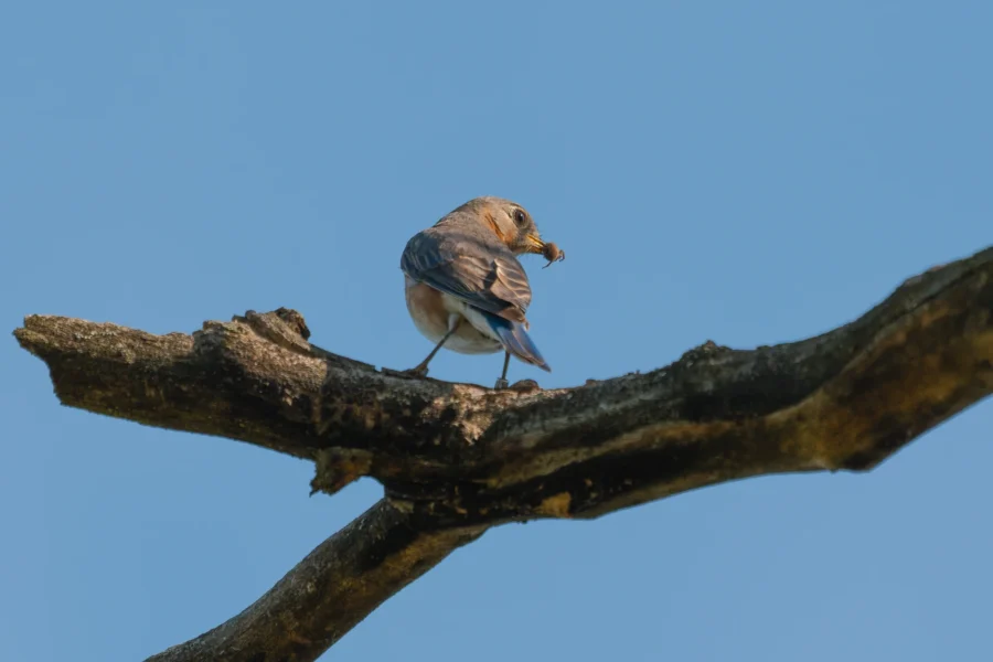 A small bird perches on a tree branch, holding an insect in its beak, against a clear blue sky.