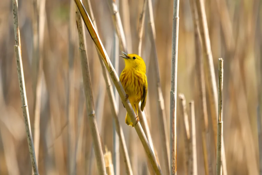 A small yellow bird with streaked brown markings perches on a vertical reed among tall, dry grasses in a natural setting.