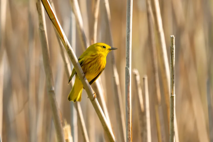 A small yellow bird with olive streaks perches on a vertical reed among tall, pale brown stalks in a sunlit natural setting.