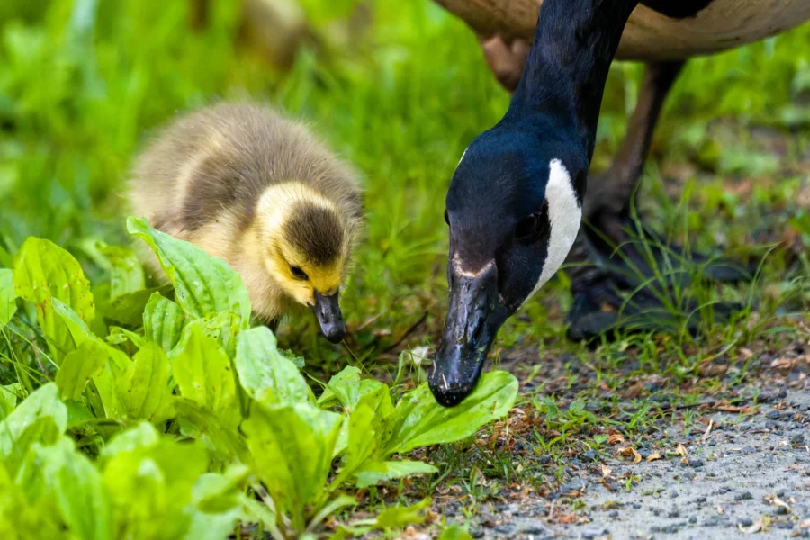 An adult goose and a gosling forage together on the ground among green plants.