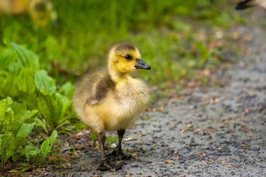 A yellow and brown gosling stands on a gravel path with green grass in the background.
