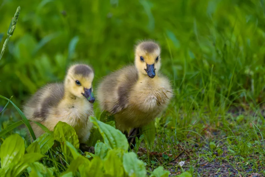 Two fluffy goslings stand close together on green grass, surrounded by leafy plants, with a blurred green background.