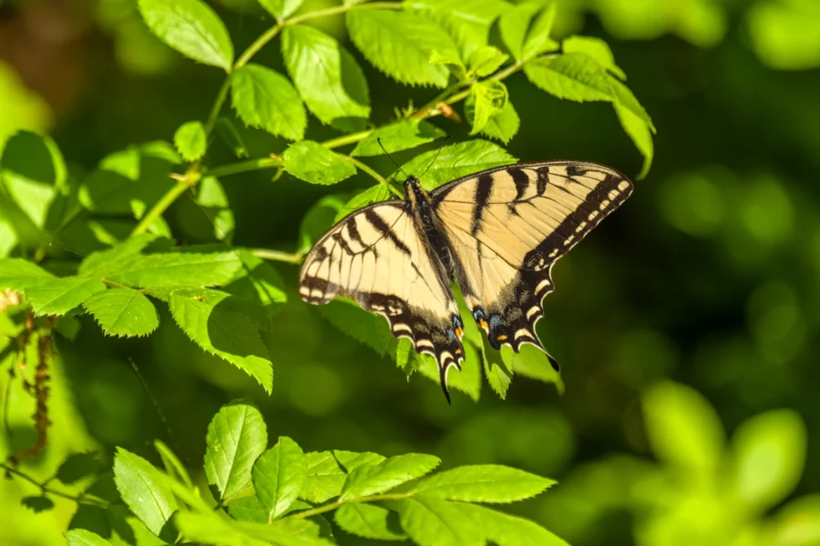 A yellow and black butterfly rests on green leaves in bright sunlight.