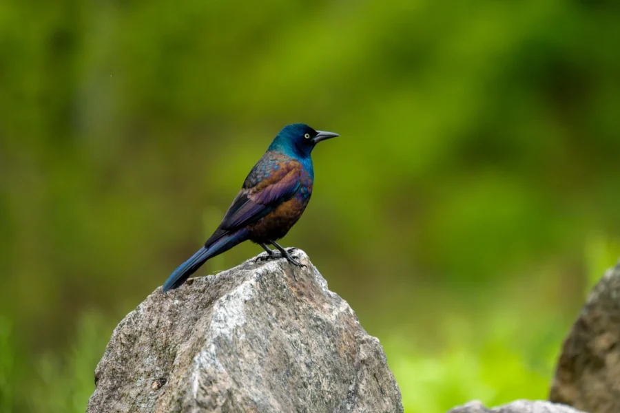 A bird with iridescent blue and brown feathers stands on a gray rock, with a blurred green background. A bird with iridescent blue and brown feathers stands on a gray rock, with a blurred green background.