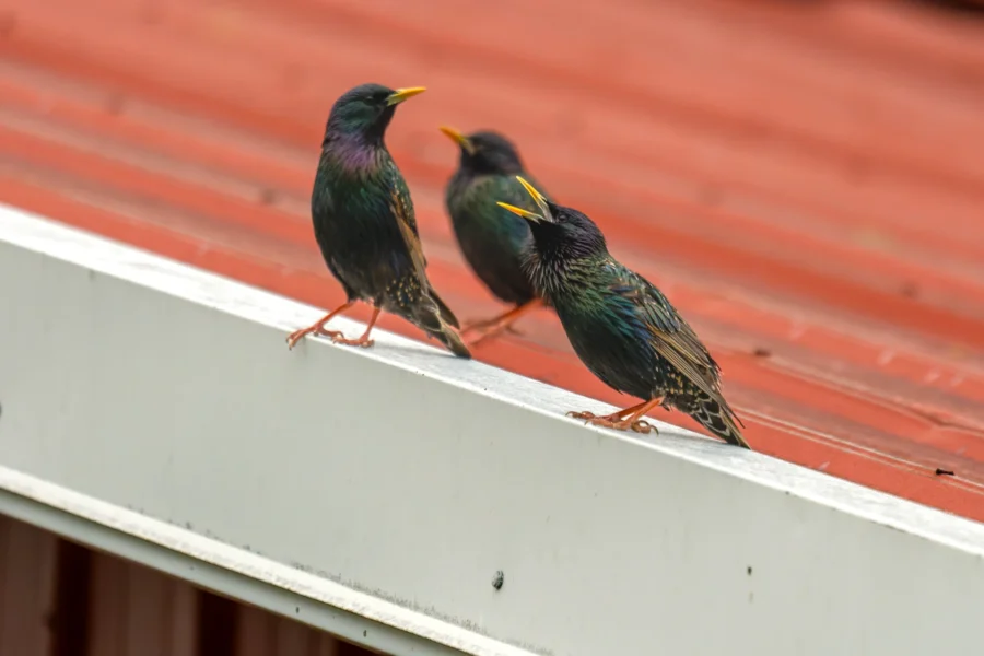 Three iridescent starlings stand on the edge of a metal roof, with two birds facing each other and one bird slightly behind. Three iridescent starlings stand on the edge of a metal roof, with two birds facing each other and one bird slightly behind.