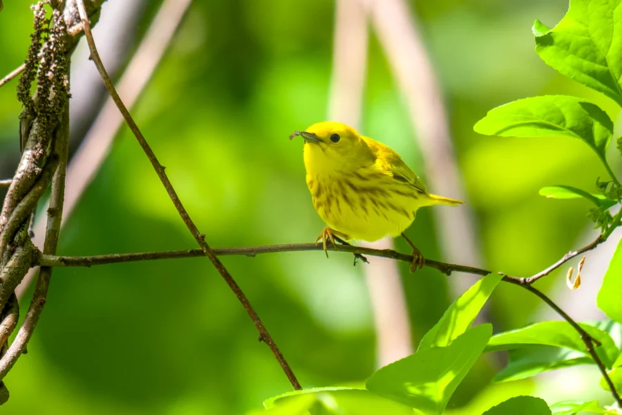 A small yellow bird with brown streaks perches on a thin branch, holding an insect in its beak, surrounded by bright green foliage.
