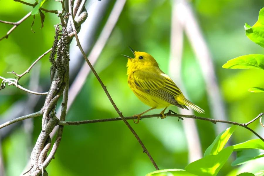 A yellow bird with black streaks sits on a branch surrounded by green leaves, singing with its beak open.
