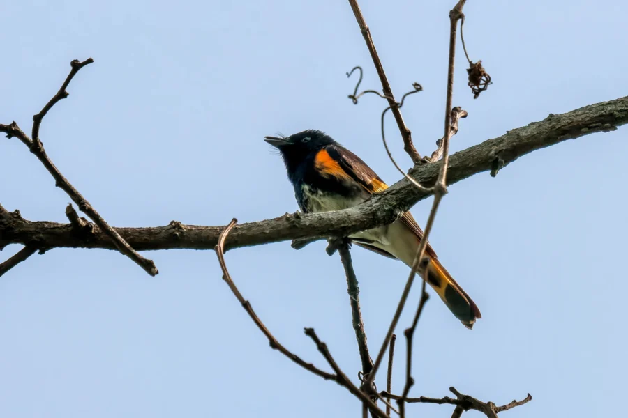 A small bird with black, orange, and white plumage perches on a bare tree branch against a clear blue sky. A small bird with black, orange, and white plumage perches on a bare tree branch against a clear blue sky.