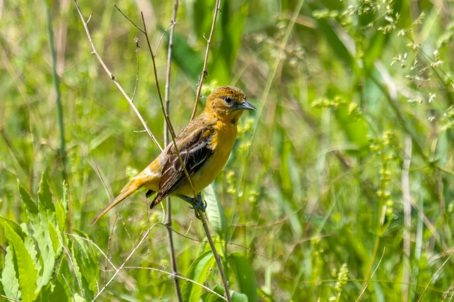 A small yellowish-brown bird perched on a thin branch amid tall green grass and plants.