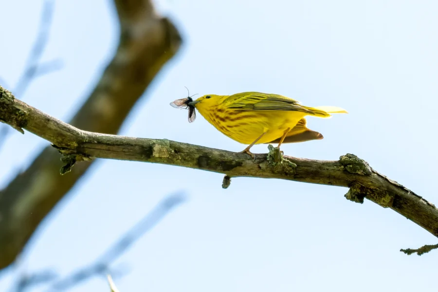 A yellow bird with brown streaks stands on a branch holding an insect in its beak against a pale blue sky.