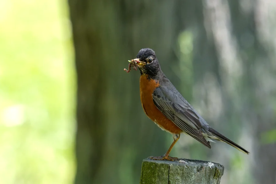 An American robin stands on a wooden post holding a worm in its beak with a blurred green and brown background.